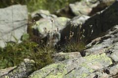 Gypsophila tenuifolia