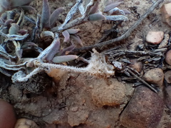 Trichodiadema gracile