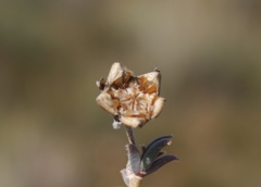 Trichodiadema gracile