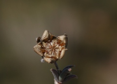 Trichodiadema gracile