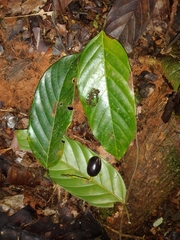 Minquartia guianensis