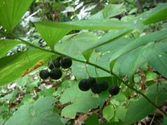 Polygonatum