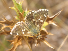 Muschampia alta