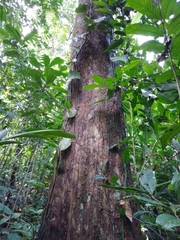 Minquartia guianensis