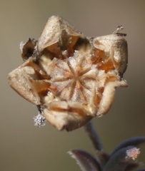 Trichodiadema gracile