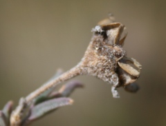 Trichodiadema gracile