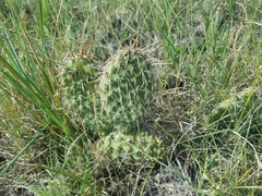 Opuntia polyacantha polyacantha