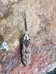 Tenomerga leucophaea