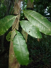 Duguetia confusa