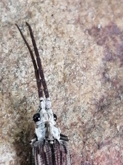 Tenomerga leucophaea