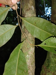 Duguetia confusa