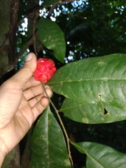 Duguetia confusa
