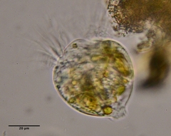 Strobilidium