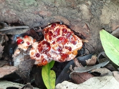 Inonotus munzii