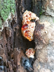 Inonotus munzii