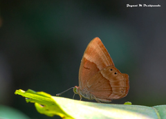 Abisara bifasciata suffusa