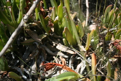 Carpobrotus mellei