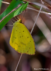 Eurema brigitta rubella