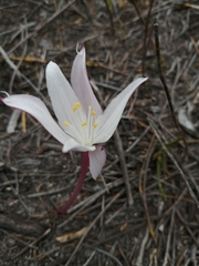 Gethyllis kaapensis