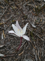 Gethyllis kaapensis