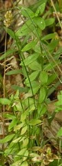 Cruciata glabra