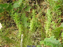 Cruciata glabra