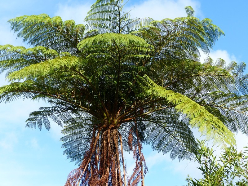 Cyathea