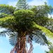 Scaly Tree Ferns - Photo (c) Christian Grenier, some rights reserved (CC BY-NC), uploaded by Christian Grenier