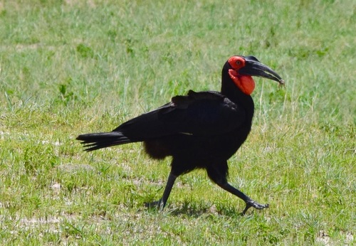 Southern Ground Hornbill