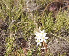 Ornithogalum juncifolium