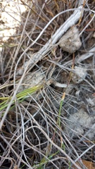 Ornithogalum juncifolium