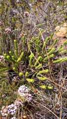 Crassula ericoides
