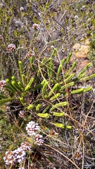 Crassula ericoides