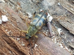 Etorofus obliteratus