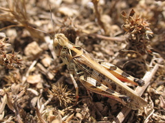 Dociostaurus maroccanus