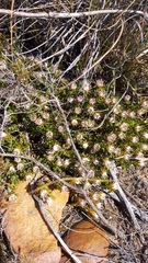 Macledium spinosum