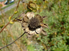 Silphium terebinthinaceum