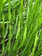Baccharis trimera