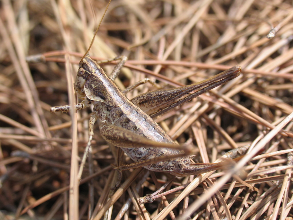 Rhacocleis japygia