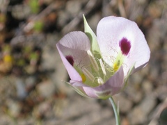 Calochortus eurycarpus