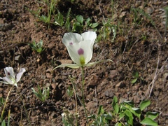 Calochortus eurycarpus
