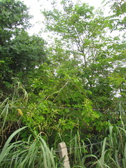 Mimosa caesalpiniifolia