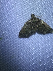 Eupithecia tenuiscripta