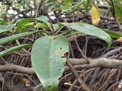 Rhizophora apiculata