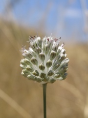 Allium