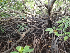 Rhizophora apiculata