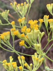 Senecio isatideus