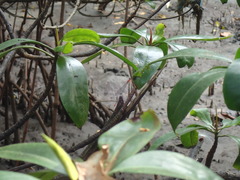 Rhizophora apiculata