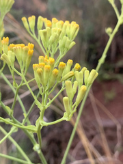 Senecio isatideus