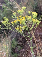 Senecio isatideus